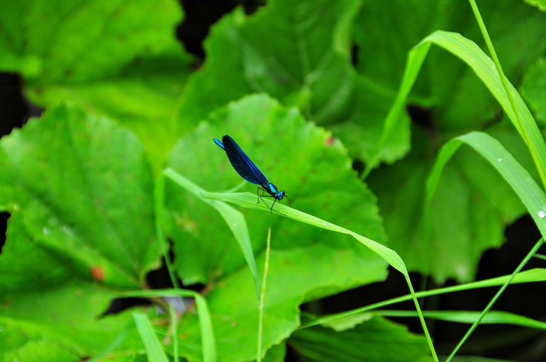 Plitvice Lakes - Blue Butterfly